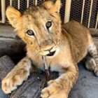 ZOOLOGICO SAHUATOBA DURANGO