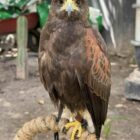 ZOOLOGICO SAHUATOBA DURANGO