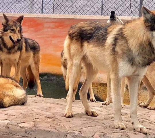 ZOOLOGICO SAHUATOBA DURANGO