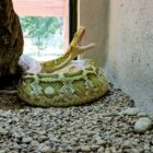 ZOOLOGICO SAHUATOBA DURANGO