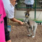 ZOOLOGICO SAHUATOBA DURANGO